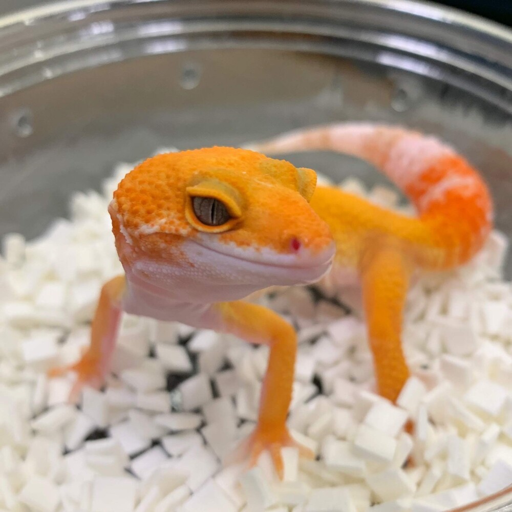 小動物、爬虫類 レプティギア 365 | 株式会社スドー｜観賞魚・水草 爬虫類