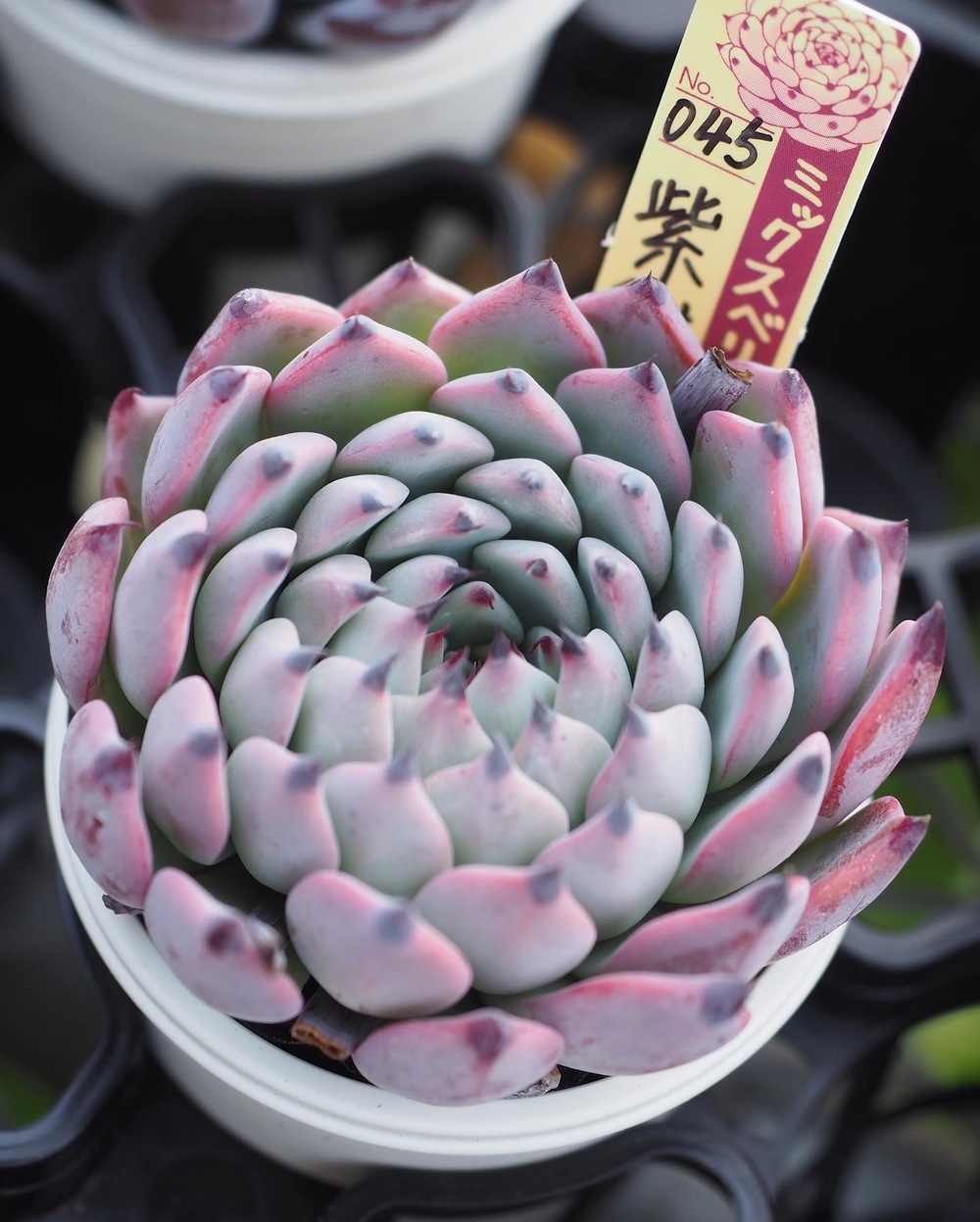 多肉植物テストイベント【（株）四国造園】 | 四国造園