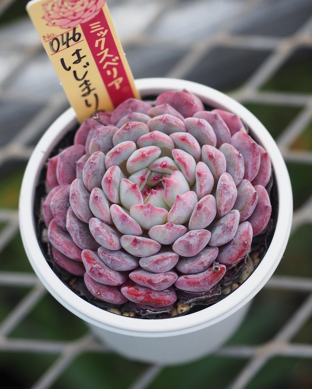 多肉植物テストイベント【（株）四国造園】 | 四国造園