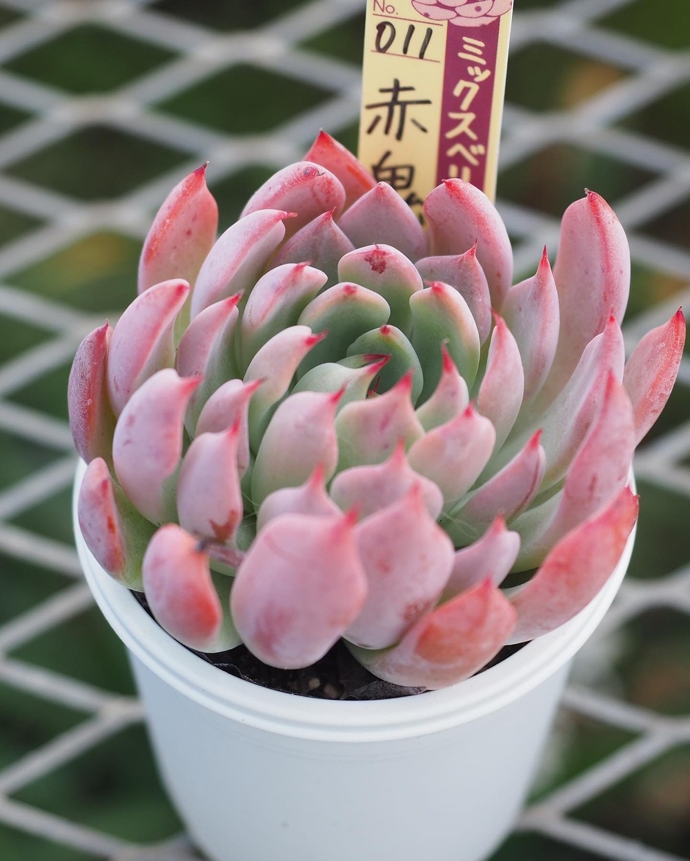 873/抽象画風/多肉植物/S4号 多肉植物テストイベント【（株）四国造園】 | 四国造園