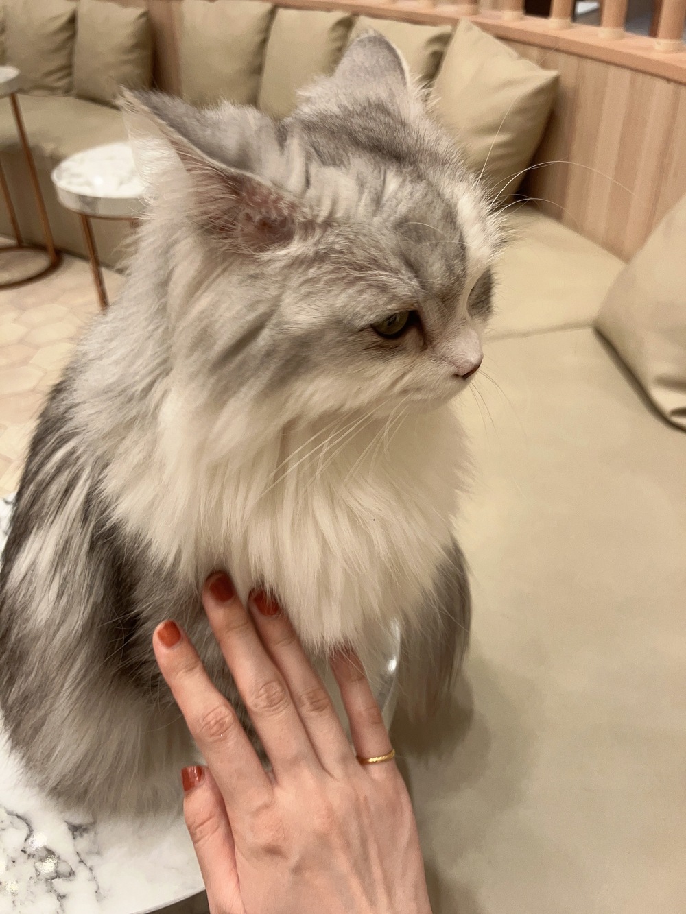 猫ちゃんを愛でる会【ネチャコン】 | 101教室