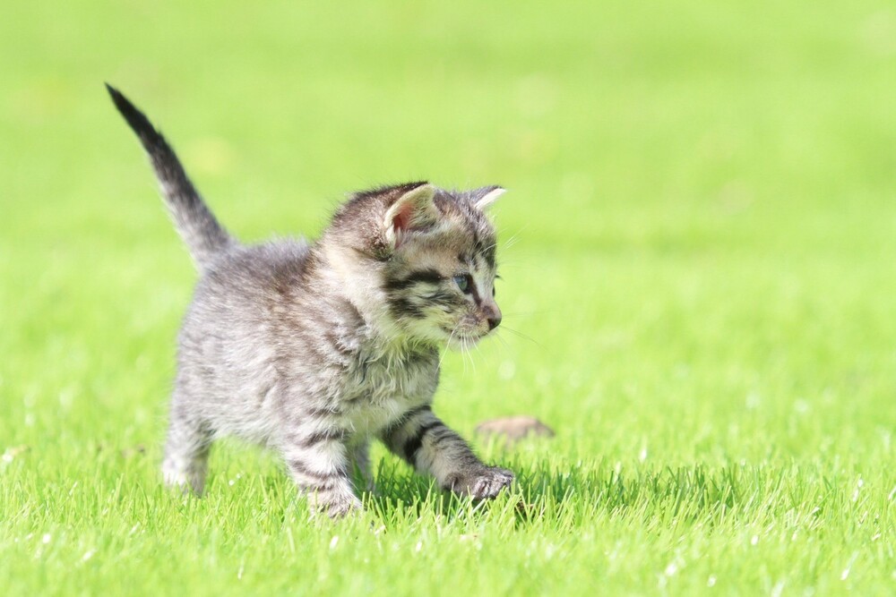 保護犬・保護猫 わんにゃんフェス【名古屋市昭和文化小劇場】 | 昭和