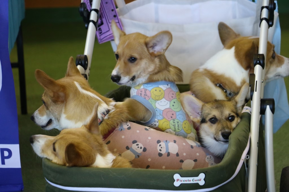 All Japan Corgi's Weekend 2024 【当日参加費支払い必要】【AJC事務局】 | ドッグリゾート Woof