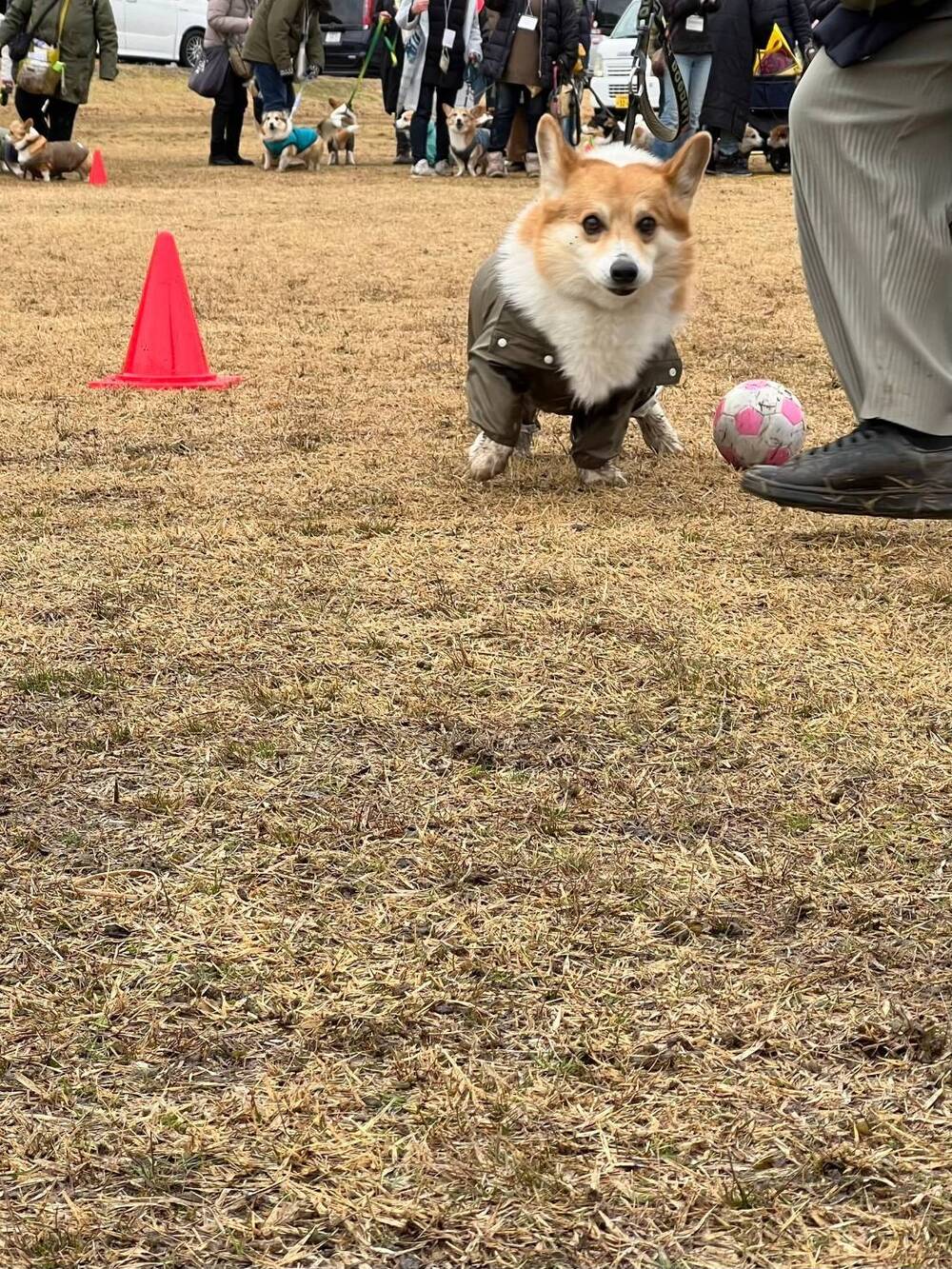 SmileCorgiCaraban presents【AJC2024 大運動会】 参加抽選申込【AJC