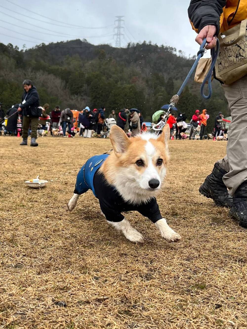 SmileCorgiCaraban presents【AJC2024 大運動会】 参加抽選申込【AJC