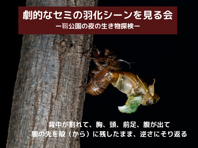 ガーデンルチルクラスター彫刻　蝉（セミ） タイガーアイ彫刻セミ - 埼玉県吉川市の天然石専門店・水晶