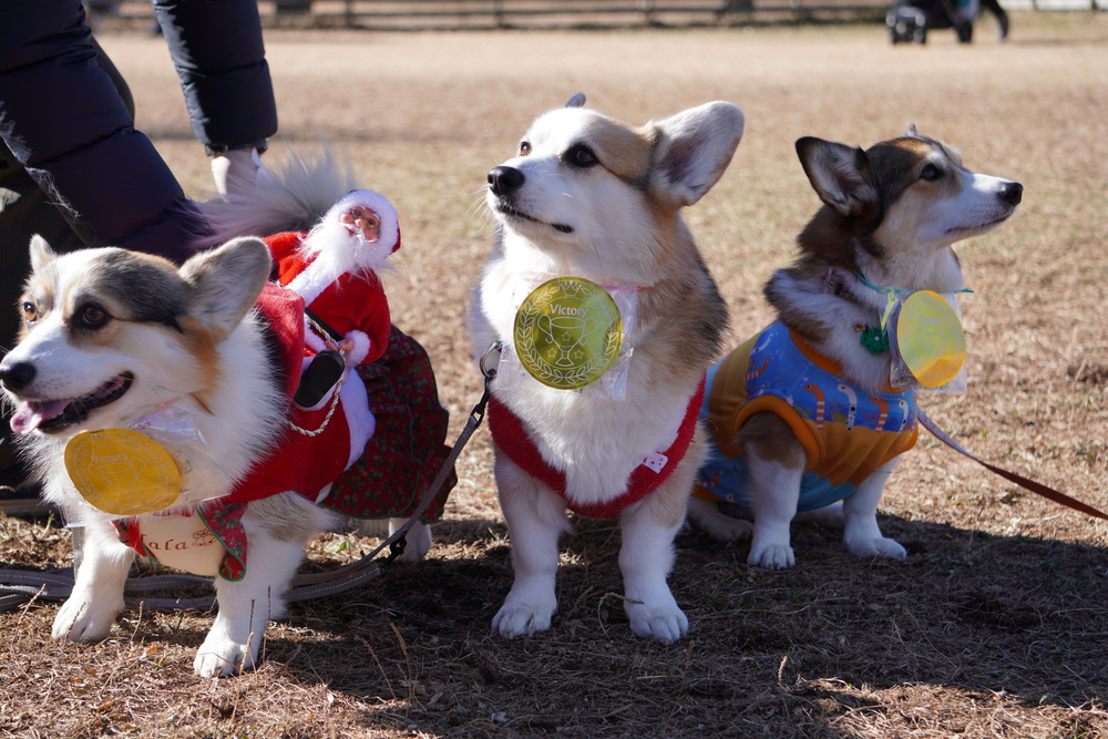 SmileCorgiCaraban presents【AJC2025 大運動会】 参加抽選申込【AJC