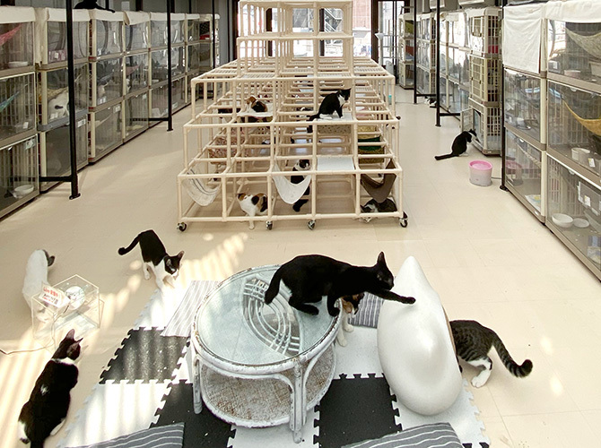 猫と生きる。』発売記念 猫沢エミトークイベント【天然生活】 | オンライン