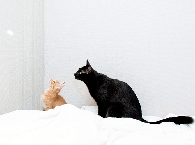 猫と生きる。』発売記念 猫沢エミトークイベント【天然生活】 | オンライン
