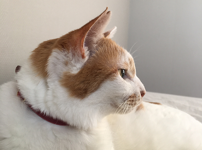 猫と生きる。』発売記念 猫沢エミトークイベント【天然生活】 | オンライン