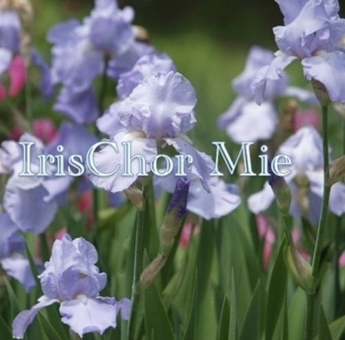 __('主催団体画像')