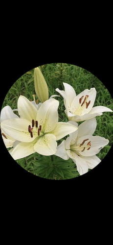 __('主催団体画像')