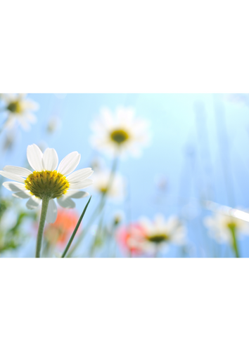 __('主催団体画像')