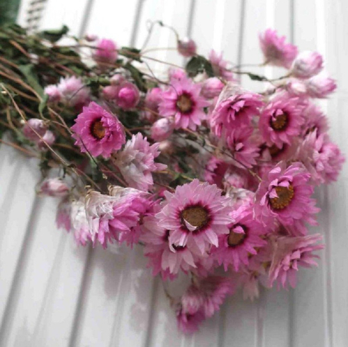 __('主催団体画像')